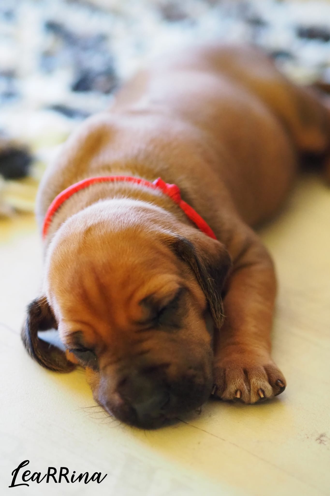Puppy ridgeback LeaRRina