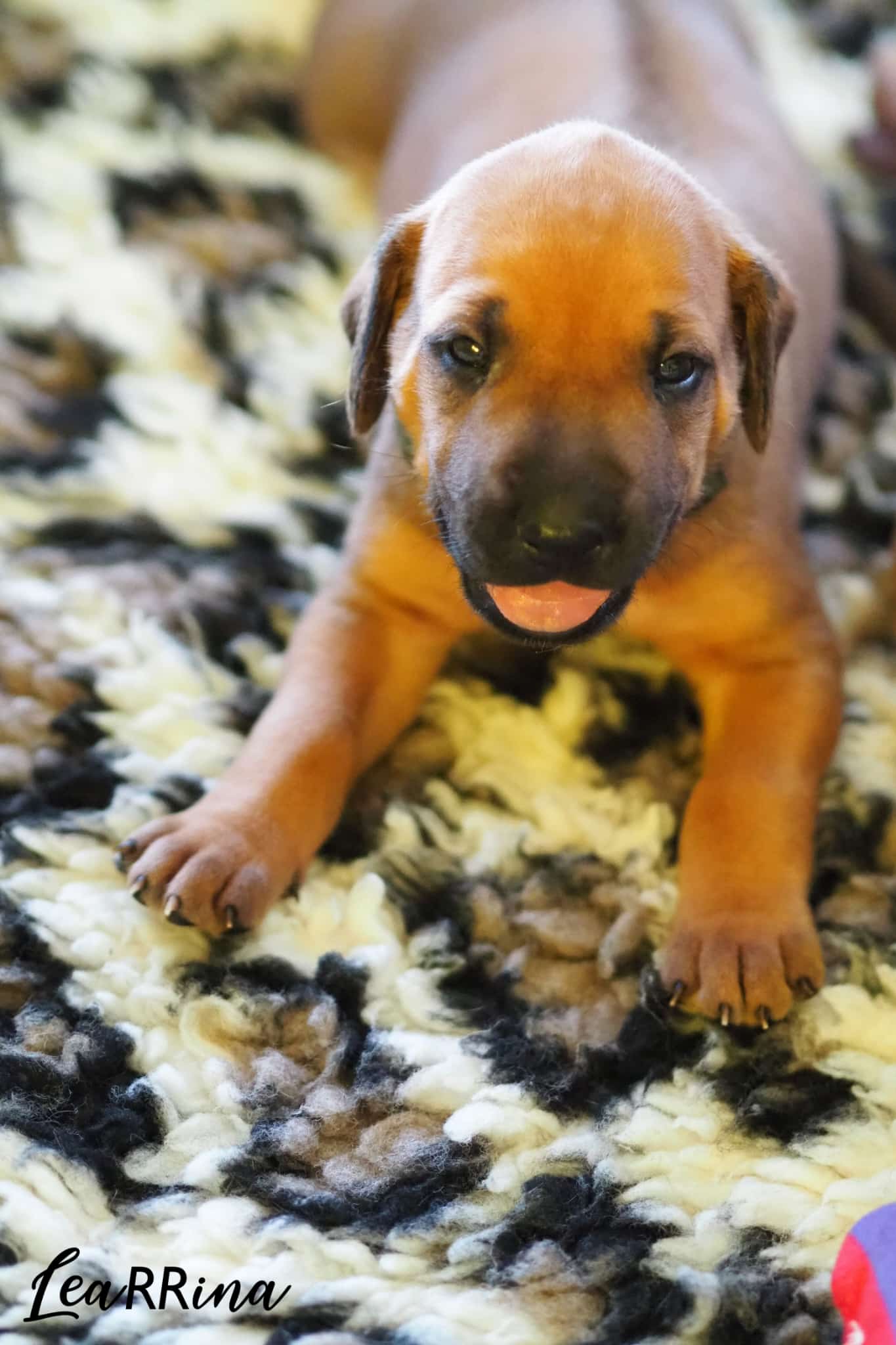 Rhodesian Ridgeback puppy